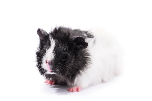 Close up of a cute black and white guinea pig, isolated on white background. Domestic animals, pets, concept.