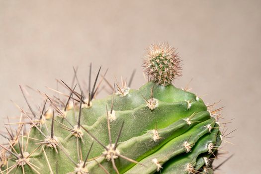 young cactus shoot and adult cactus close-up. High quality photo