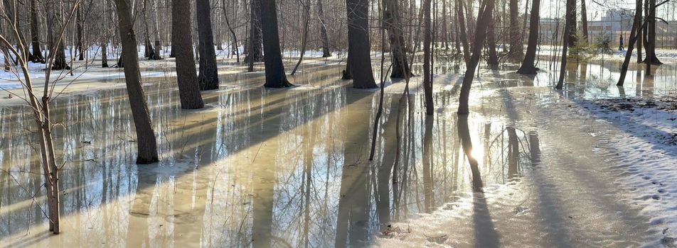 The panoramic image of spring park, black trunks of trees stand in water, sunny weather, long shadows of trees, nobody. High quality photo