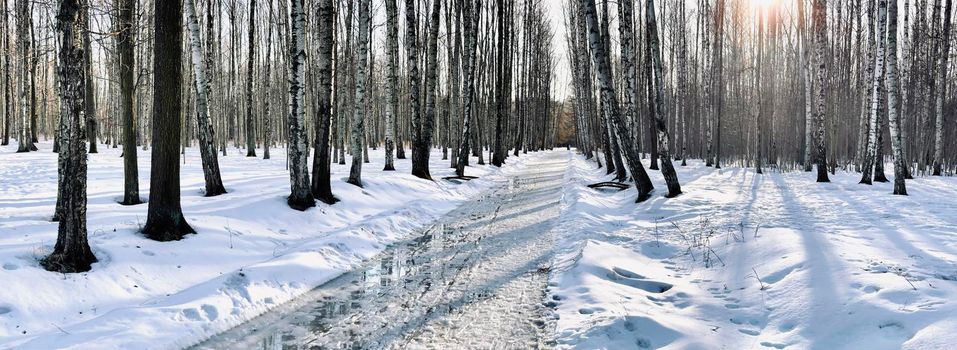 The panoramic image of spring park, black trunks of trees stand in water, sunny weather, long shadows of trees, nobody. High quality photo