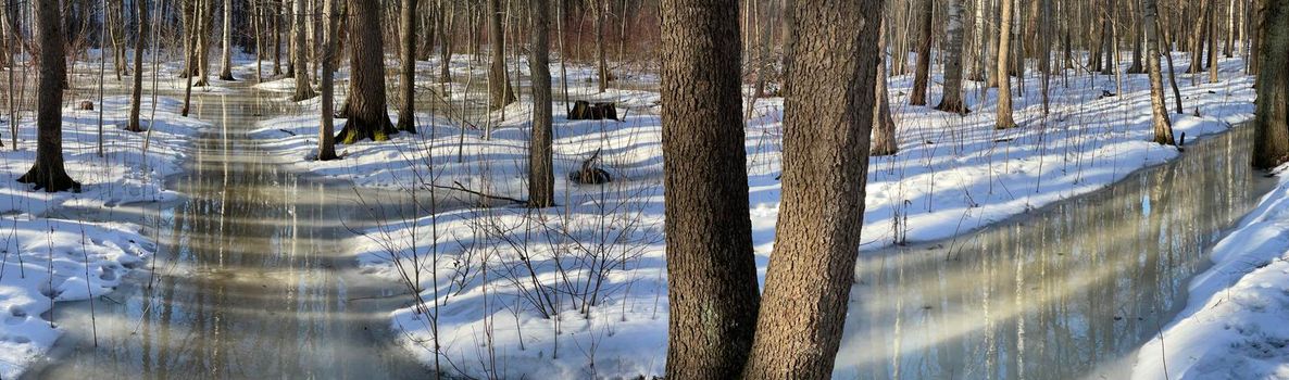 The panoramic image of spring park, black trunks of trees stand in water, sunny weather, long shadows of trees, nobody. High quality photo