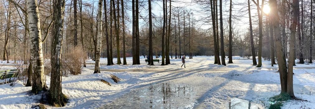 The panoramic image of spring park, black trunks of trees stand in water, sunny weather, long shadows of trees, nobody. High quality photo