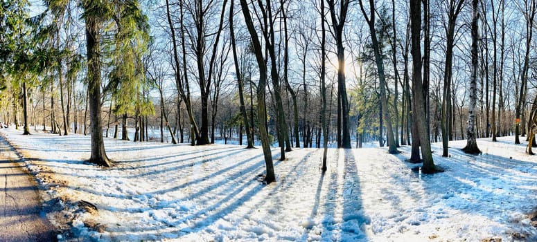 Panoramic image of spring park, shadow of black trunks of trees at sunset. High quality photo