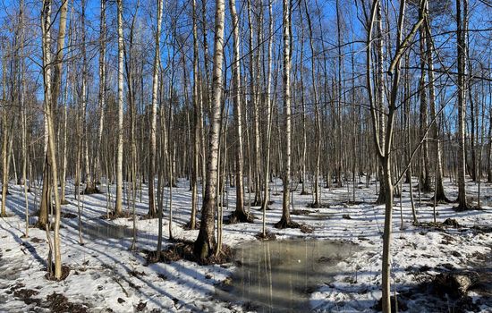 The panoramic image of spring park, black trunks of trees stand in water, sunny weather, long shadows of trees, nobody. High quality photo