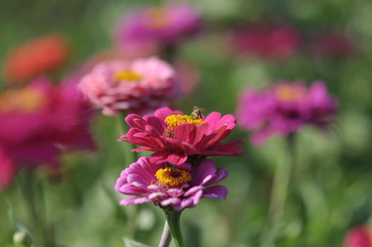 flower zinnia growing in Ukraine. Selective focus. A bee landed on a flower.