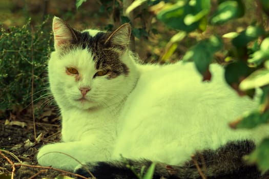 Against the backdrop of rustic vegetation in the summer.