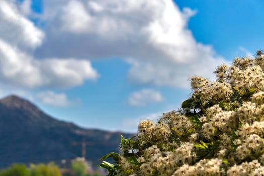 Against the blue sky and clouds on a sunny summer day.