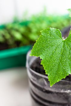 Seedlings of cucumbers and plants in flower pots near the window, a green leaf close-up. Growing food at home for an ecological and healthy lifestyle. Growing seedlings at home in the cold season