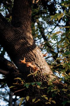 a red furry squirrel sits on the trunk of a brown tree