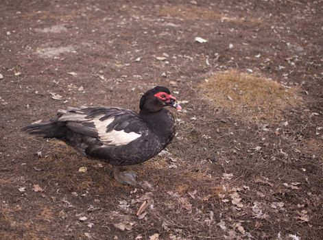 Musk duck in the countryside. A muscovy duck on a farm.