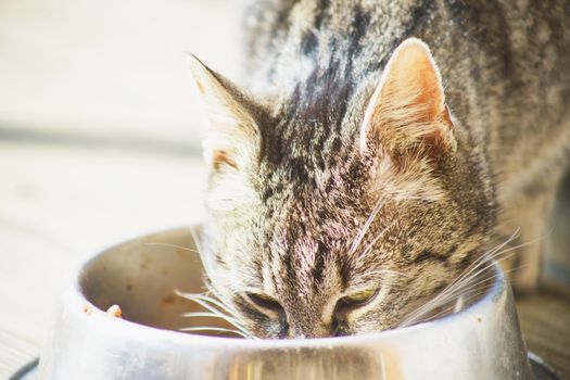 domestic cat eating from a bowl
