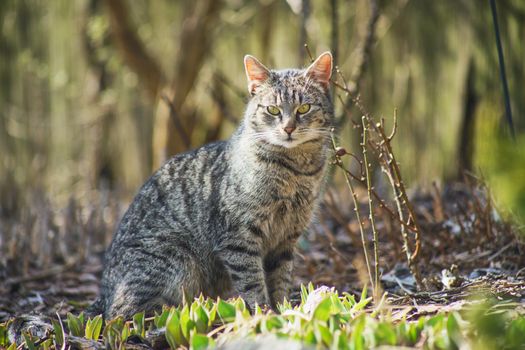 domestic cat exploring the garden