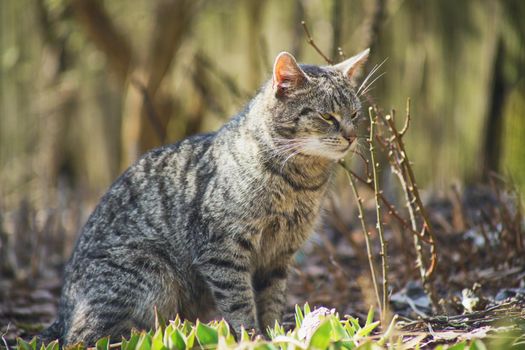 domestic cat exploring the garden