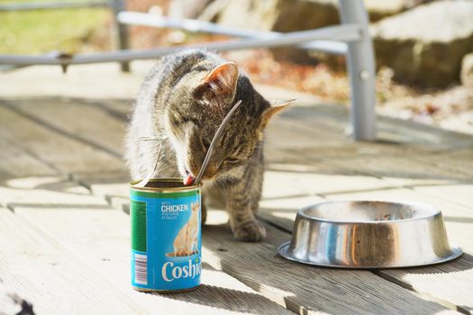 Strancice, Czech Republic - March 25 2021: A cat tasting Coshida branded pet food made for Lidl