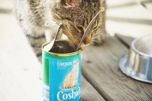 Strancice, Czech Republic - March 25 2021: A cat tasting Coshida branded pet food made for Lidl