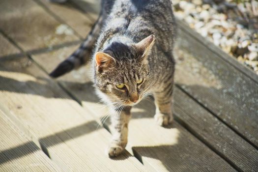 domestic cat exploring the garden