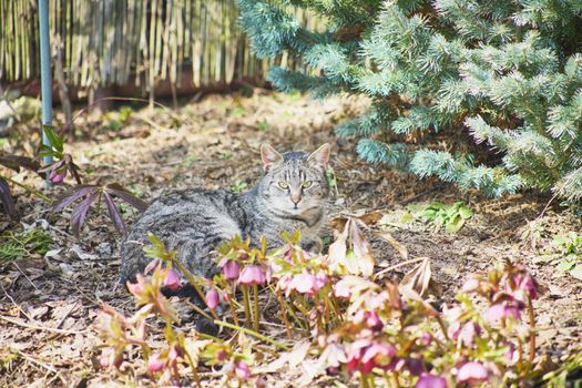 domestic cat exploring the garden