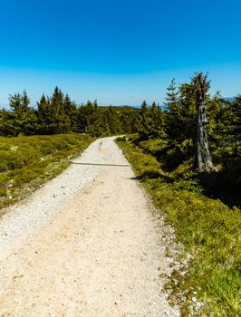 Long mountain trail in Jizera Mountains with high trees around