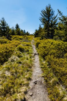 Long mountain trail in Jizera Mountains with high trees around