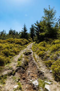 Long mountain trail in Jizera Mountains with high trees around