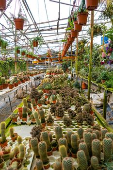 Cacti of different shapes and breeds on the cactus farm. Plants for home and yard decor.