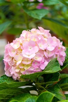 Blooming hydrangea flowers in a plant store in Asia.