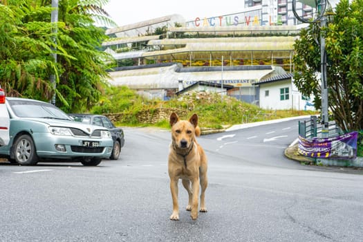 Metis street dog with a collar looking at the camera while standing on the street. Cameron Highlands, Malaysia - 06.17.2020