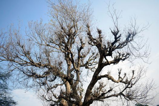 A view of a leafless tree on a clear sky background, The attractiveness of a tree without leaves