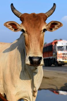 In this picture a cute domestic cow standing & looking to camera, with blur background. Cattle, cows & bulls are the most common type of large domesticated ungulates. It is a rich source of Vitamins