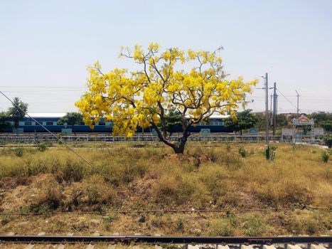A yellow tree on a grassy field with a train in the background