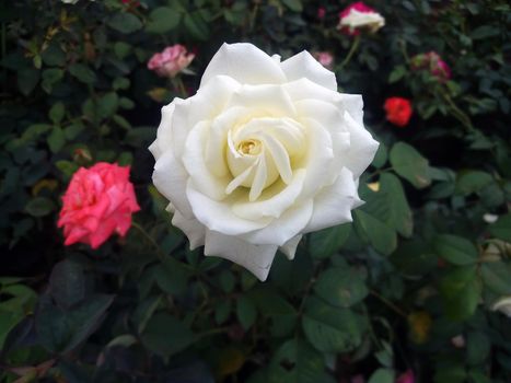 A closeup shot of a fully bloomed white rose on a blurred background