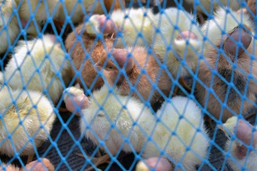 A closeup shot of blue range chicken netting with chicks on the background