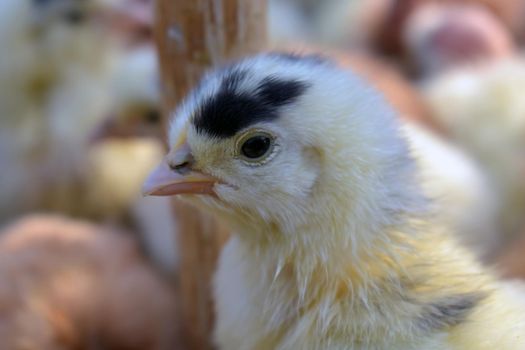 A closeup shot of a young chick on a blurred background