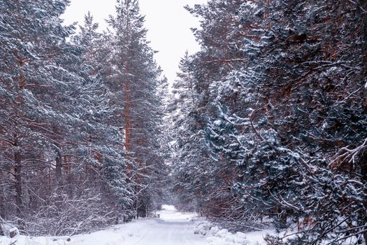 winter road in a snow-covered pine forest. High quality photo