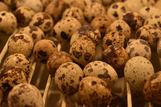 A closeup shot of fresh quail eggs