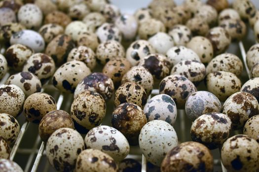 A closeup shot of a pile of fresh quail eggs, Textured spring background with small quail eggs. Eco products. Horizontal format