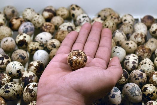 A closeup shot of a man's hand with a fresh quail eggs