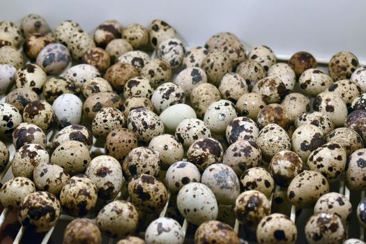 Closeup shot of a pile fresh quail eggs