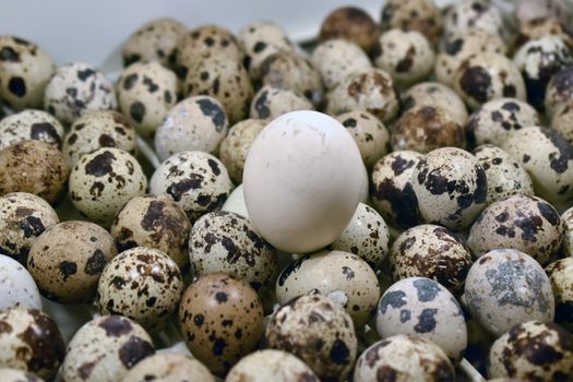 A closeup shot of a pile fresh quail eggs