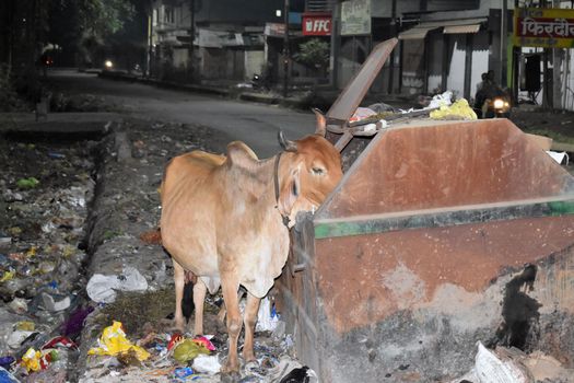 cows searching for food in an open heap of garbage lying by the side road. Cows wander around at one of the largest disposal sites. Scavengers are looking for trash in bin.