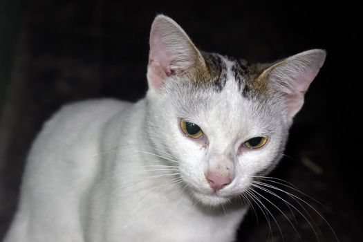 A closeup shot of a white cat on a dark background