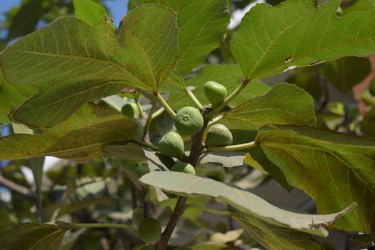 Closeup of green raw Figs ,Anjeer ,Ficus Carica growing on the tree branches with green leaves against green background in agricultural farm.