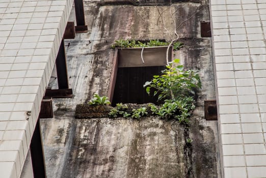 The growing tree at the window of abandoned building. Decay buildings