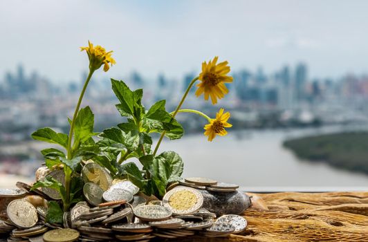 Bangkok, Thailand - Jun 25, 2020 : The saplings that grow on the pile of coins. Saving money allows money to grow. Selective focus.