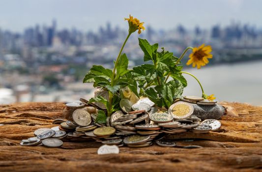 Bangkok, Thailand - Jun 25, 2020 : The saplings that grow on the pile of coins. Saving money allows money to grow. Selective focus.