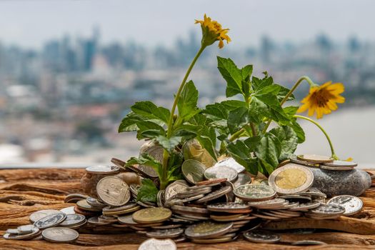 Bangkok, Thailand - Jun 25, 2020 : The saplings that grow on the pile of coins. Saving money allows money to grow. Selective focus.