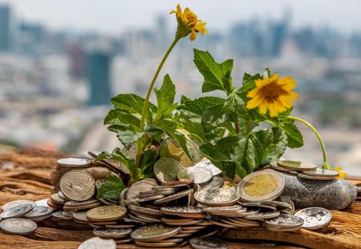 Bangkok, Thailand - Jun 25, 2020 : The saplings that grow on the pile of coins. Saving money allows money to grow. Selective focus.