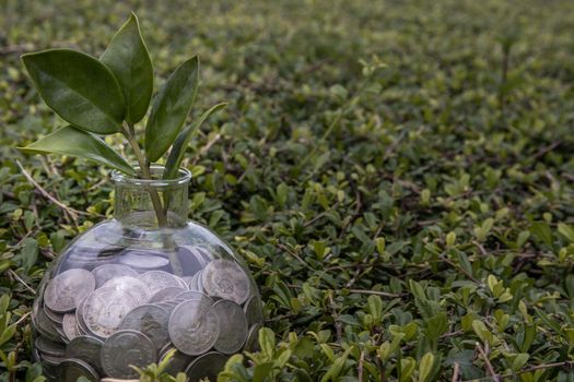 The saplings that grow on the pile of coins In a glass bottle on green nature background Symbol for business growth. Investment concept for growth and saving money. Space for text input, Selective focus.