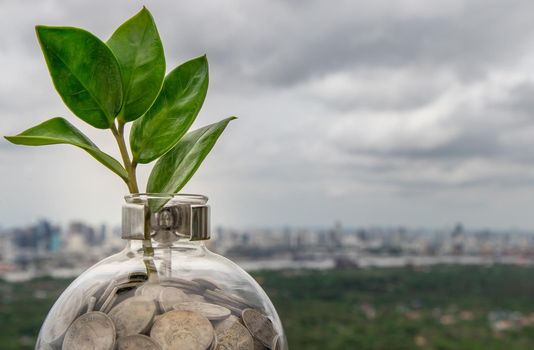 The saplings that grow on the pile of coins In a glass bottle on cityscape background Symbol for business growth. Investment concept for growth and saving money. Space for text input, Selective focus.