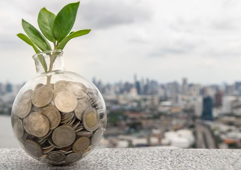 The saplings that grow on the pile of coins In a glass bottle on cityscape background Symbol for business growth. Investment concept for growth and saving money. Space for text input, Selective focus.